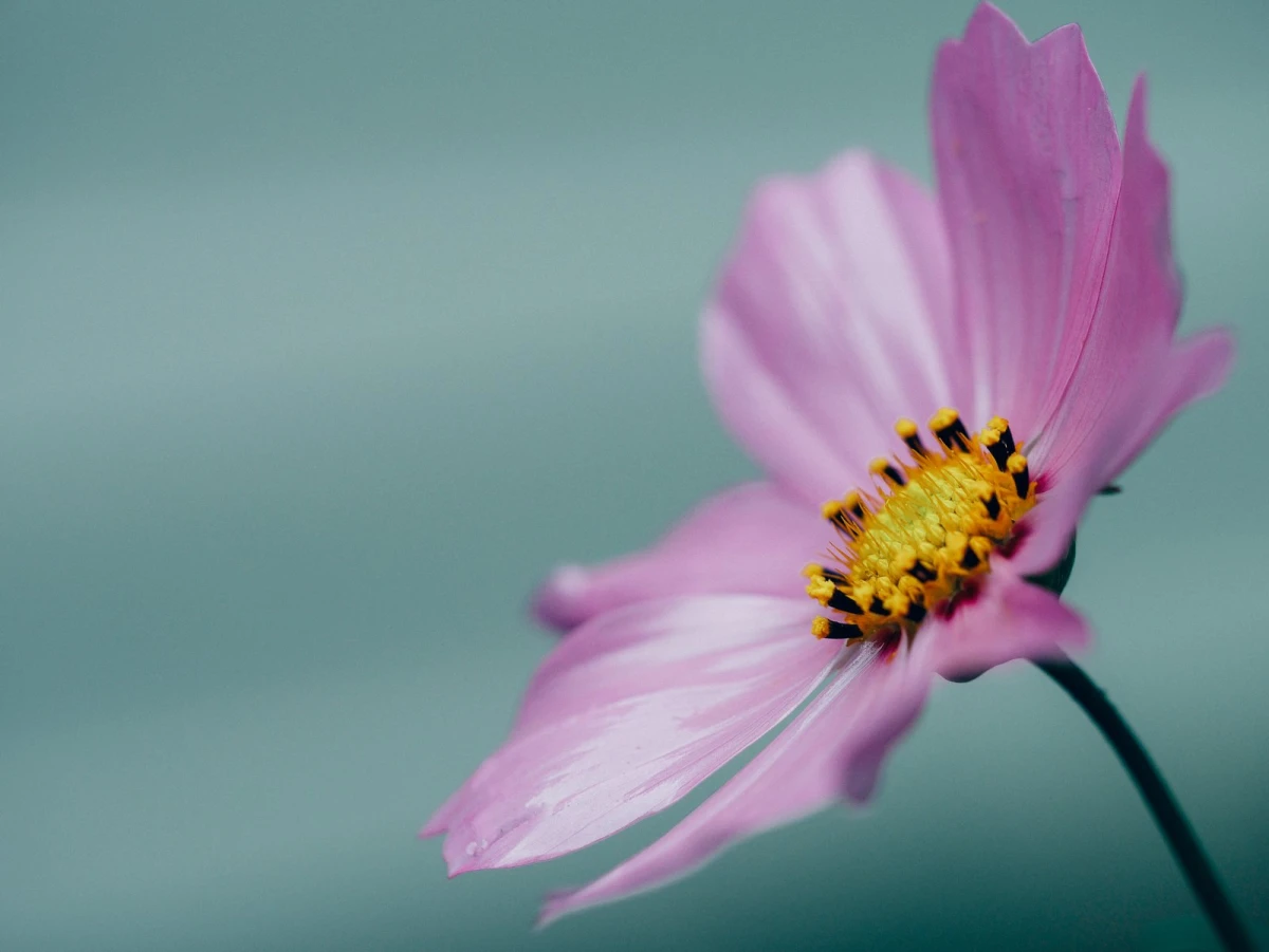 Nahaufnahme einer rosafarbenen Schmuckkörbchen-Blüte vor ruhigem, grünem Hintergrund